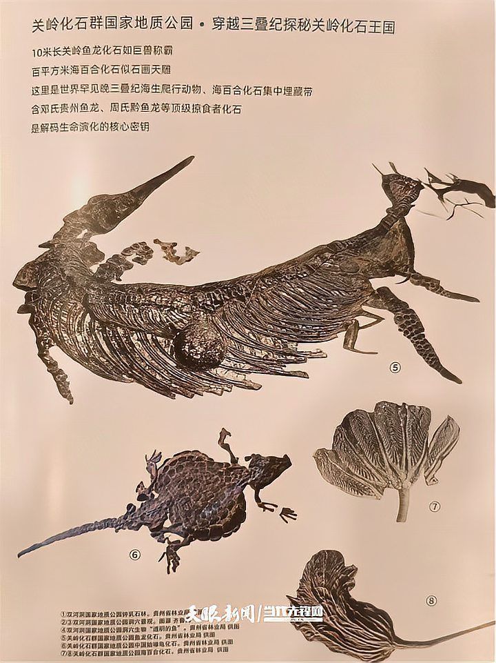 如何區分真假黔南州龍魚？，如何區分黔南州龍魚？