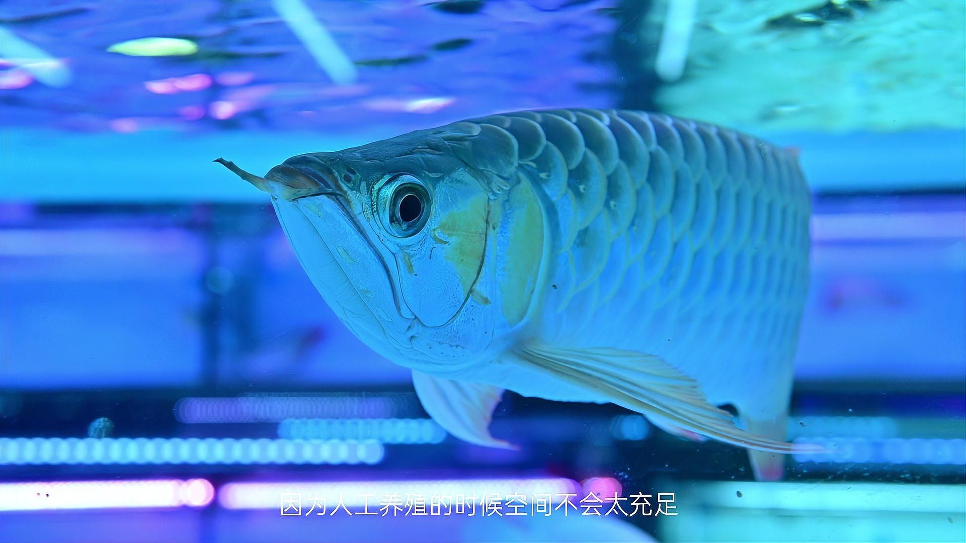 赤荔鳳冠魚和龍魚的壽命有多長？，赤荔鳳冠魚和龍魚壽命有多長？