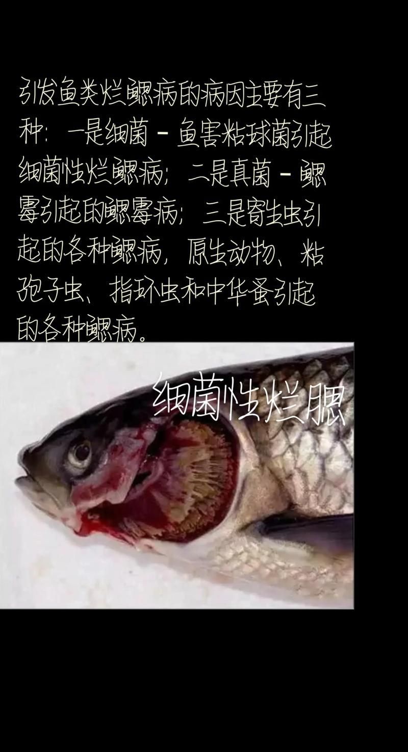 能否提供更多水產(chǎn)細菌性疾病的圖片，水產(chǎn)細菌性疾病的圖片可以提供更多水產(chǎn)細菌性疾病的圖片嗎