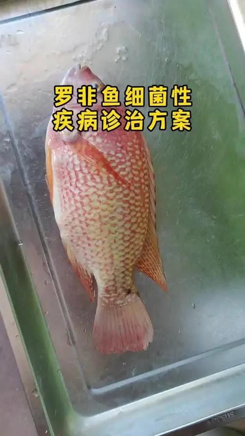 能否提供更多水產(chǎn)細菌性疾病的圖片，水產(chǎn)細菌性疾病的圖片可以提供更多水產(chǎn)細菌性疾病的圖片嗎