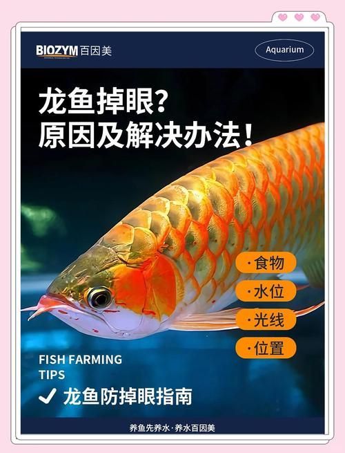 如何判斷龍魚是否因掉眼而感染？，如何判斷龍魚是否掉眼