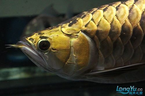冠軍金龍魚最貴的三個品種，冠軍金龍魚市場最貴的三個品種