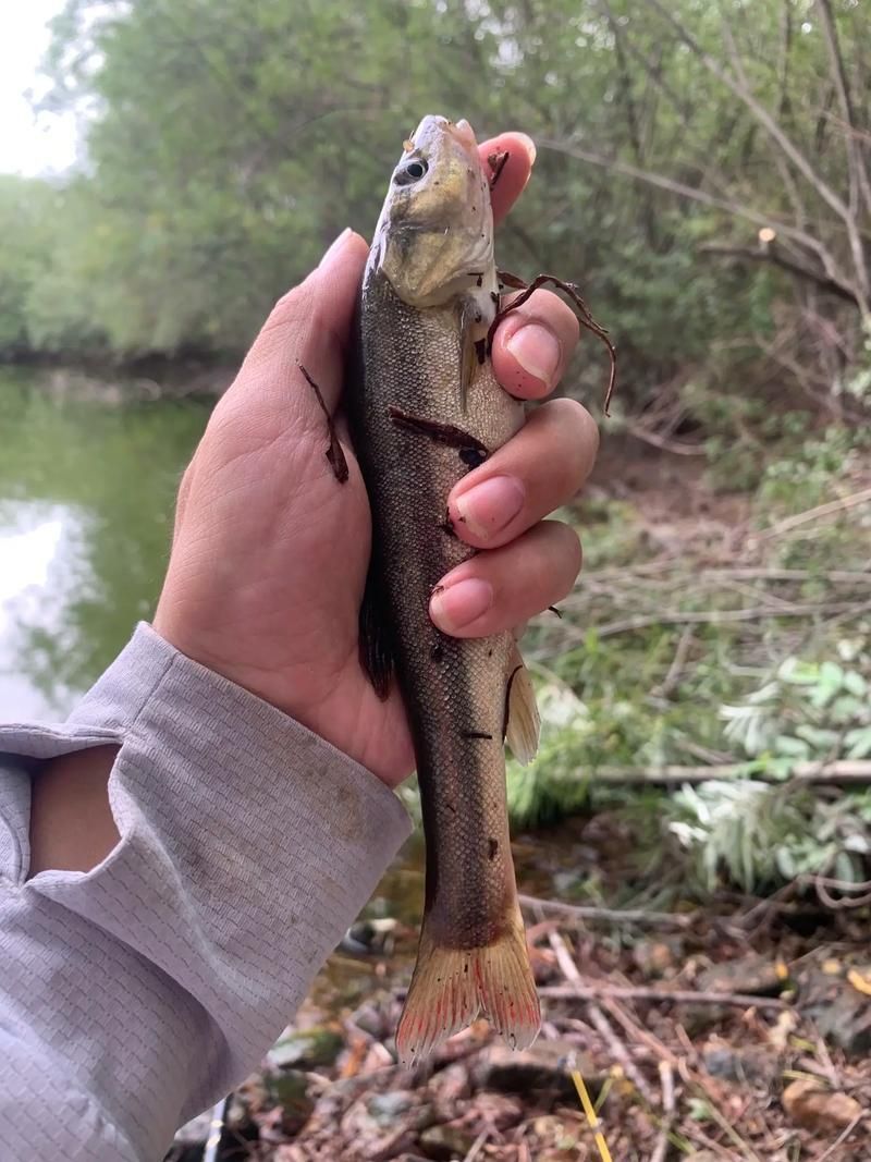 北林區(qū)龍魚有哪些獨特特點，“北林區(qū)龍魚”是什么？