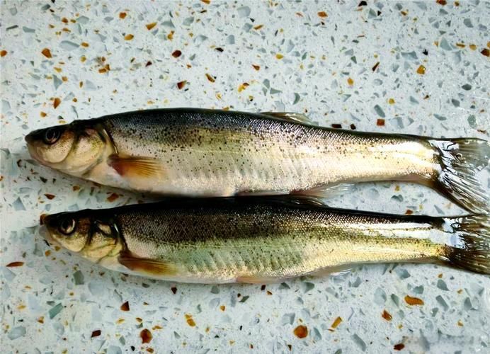 北林區(qū)龍魚有哪些獨特特點，“北林區(qū)龍魚”是什么？