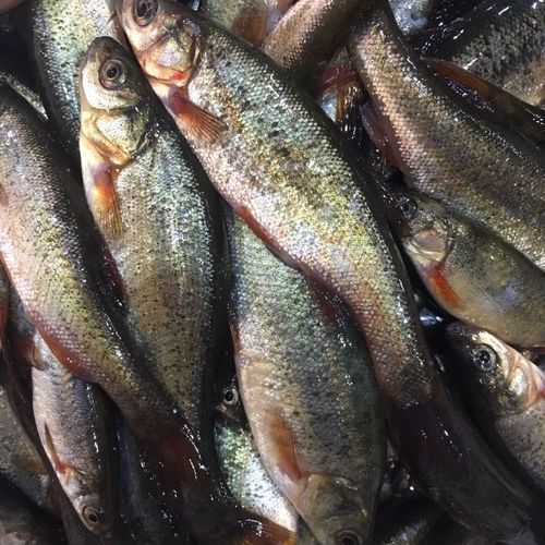 北林區(qū)龍魚有哪些獨特特點，“北林區(qū)龍魚”是什么？