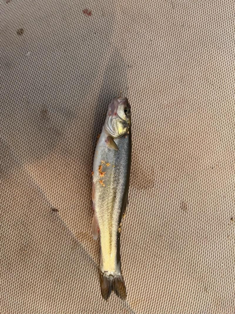 北林區(qū)龍魚有哪些獨特特點，“北林區(qū)龍魚”是什么？