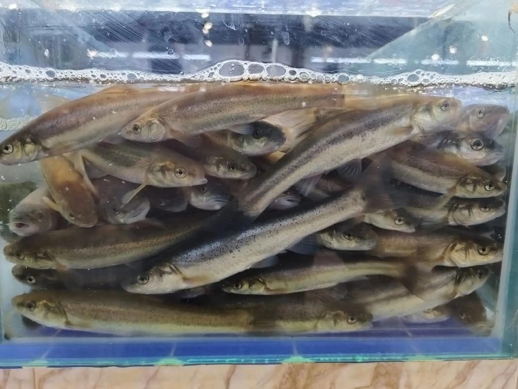 北林區(qū)龍魚有哪些獨特特點，“北林區(qū)龍魚”是什么？
