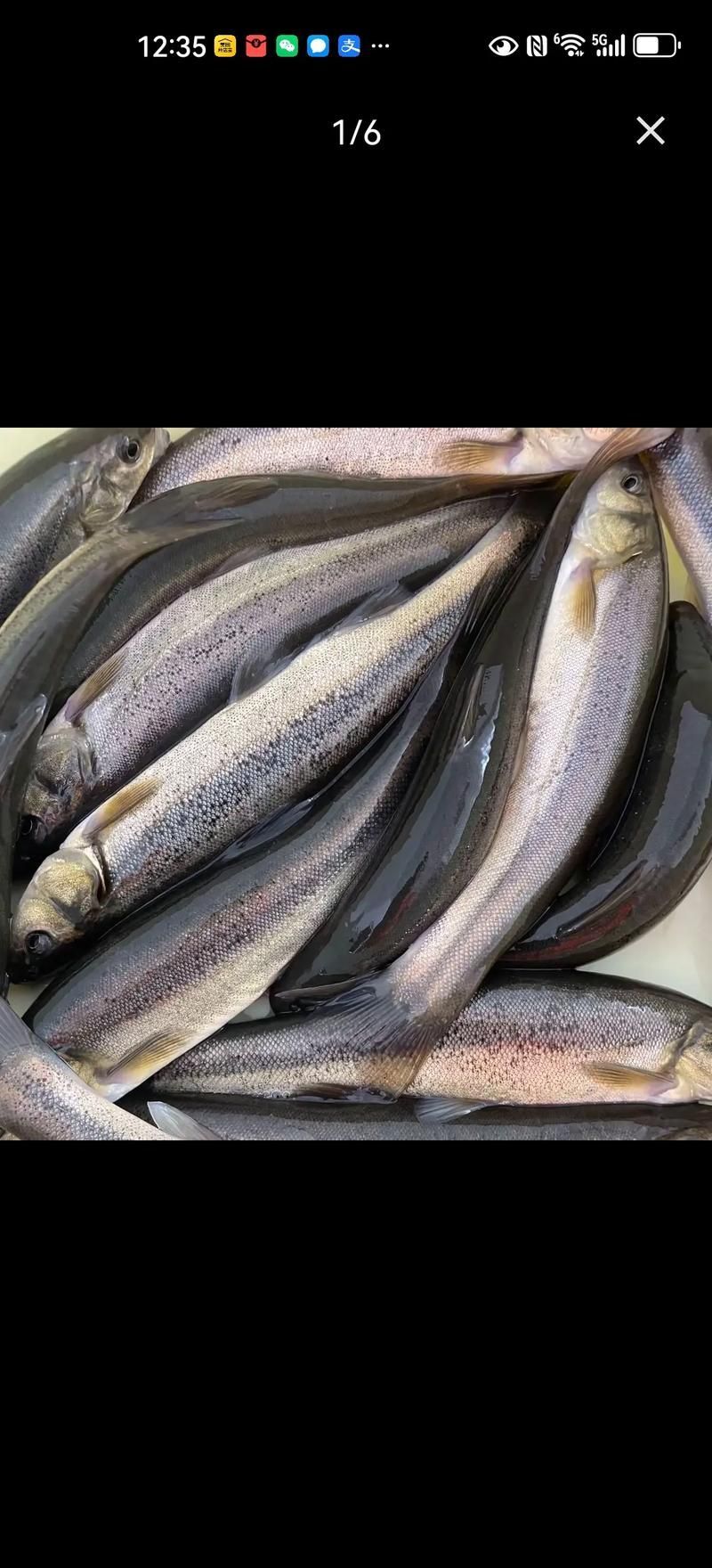 北林區(qū)龍魚有哪些獨特特點，“北林區(qū)龍魚”是什么？