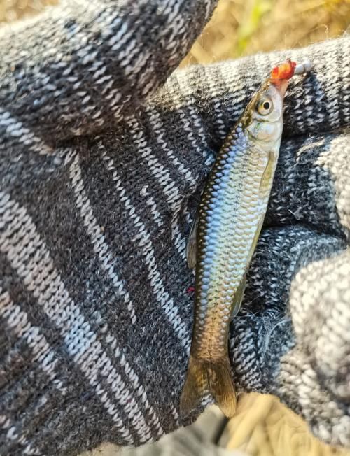哪些魚種適合龍魚食用？，哪些魚種適合龍魚食用