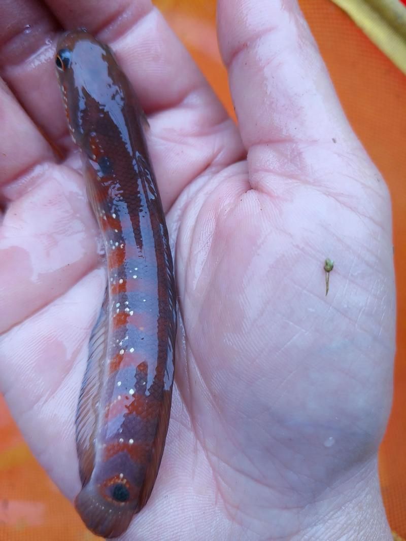 哪些魚種適合龍魚食用？，哪些魚種適合龍魚食用