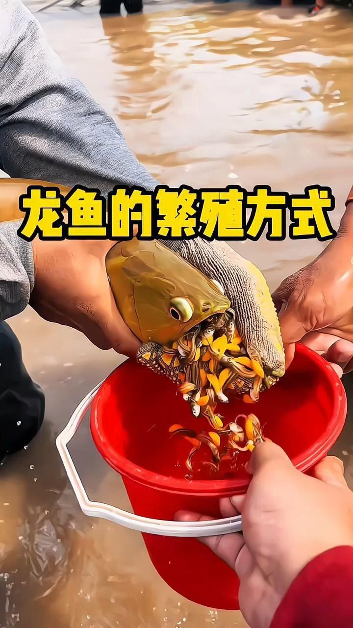 金龍魚的繁殖方式是什么？，金龍魚的繁殖方式是什么金龍魚的繁殖方式是什么