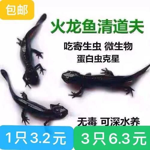 給我推薦一些適合養小火龍魚的水族箱，養小火龍魚的水族箱推薦