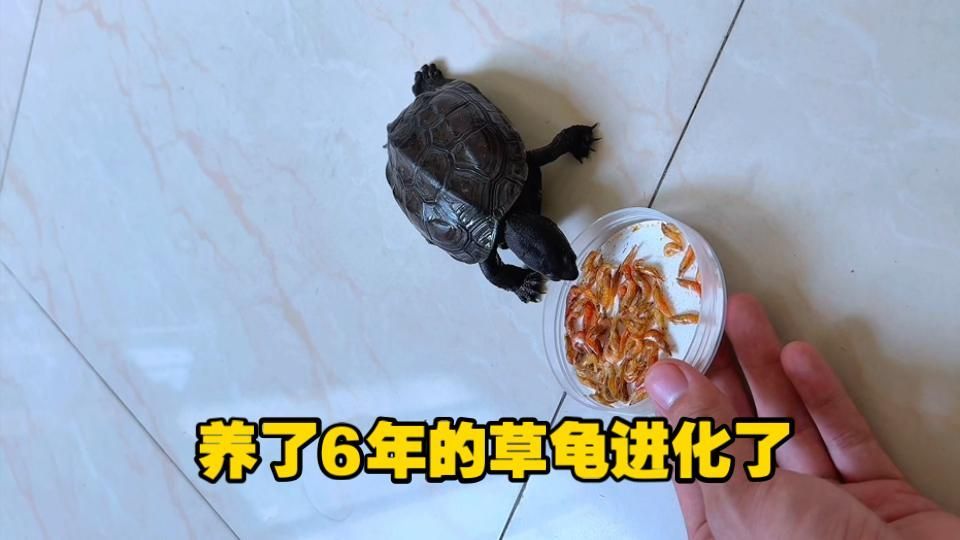 烏龜增色過程需要多長時間，烏龜增色過程需要多長時間思考完成,用戶要求詳解