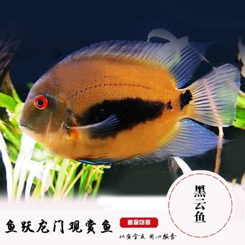 祥龍魚場的黑云魚價格是多少？，祥龍魚場的黑云魚價格