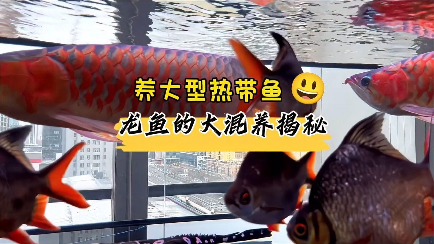 如何混養龍魚與其他魚種，如何混養龍魚與其他魚類