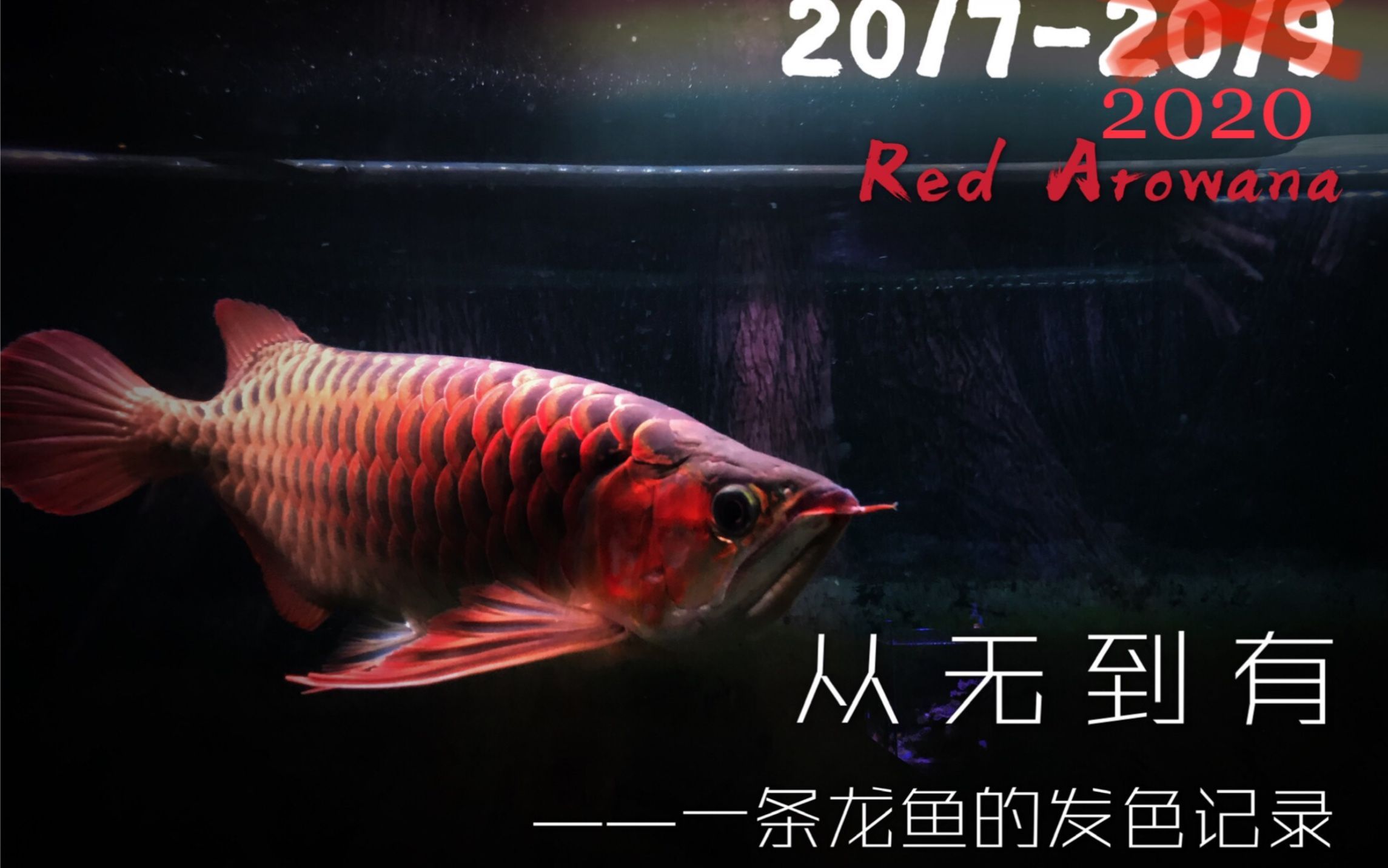 如何判斷紅龍是否開始發色，如何判斷紅龍是否開始發色，紅龍魚發色啟動的幾個階段