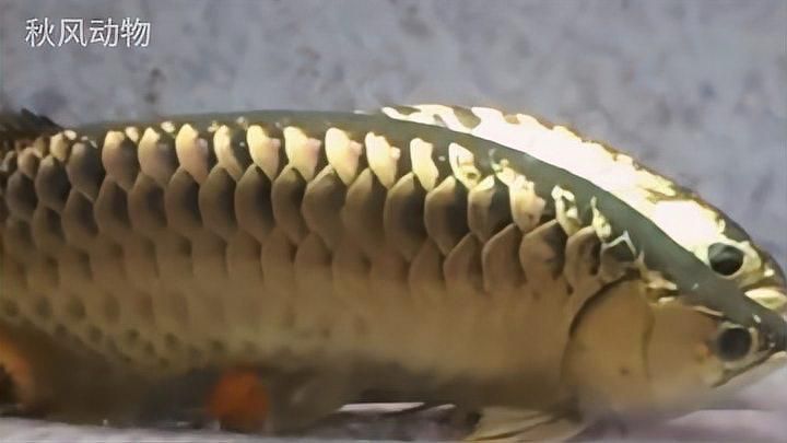 龍魚有哪些行為表現(xiàn)，龍魚的幾種行為表現(xiàn)