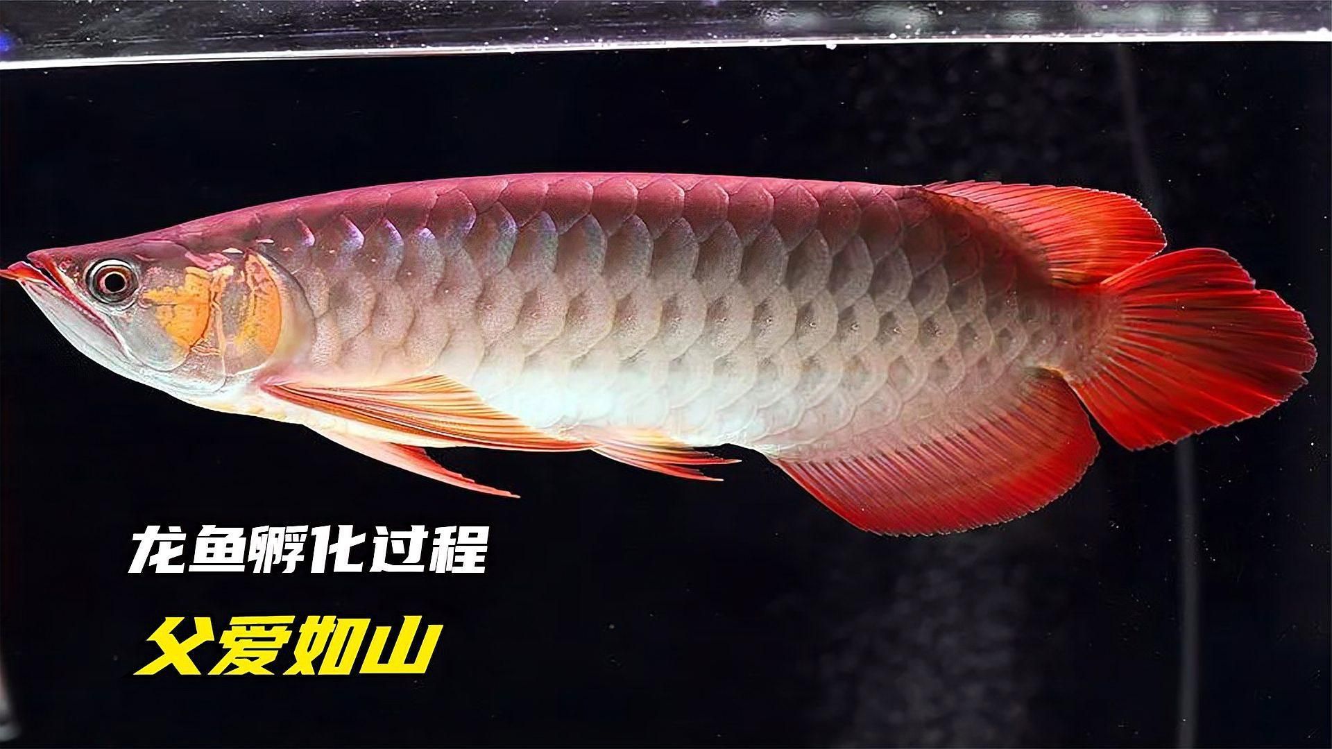 龍魚有哪些行為表現(xiàn)，龍魚的幾種行為表現(xiàn)
