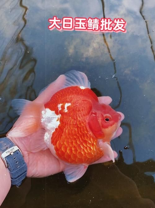 祥龍魚場的大日玉鯖魚價格是多少？，祥龍魚場的大日玉鯖魚價格是多少大日玉鯖魚價格對比