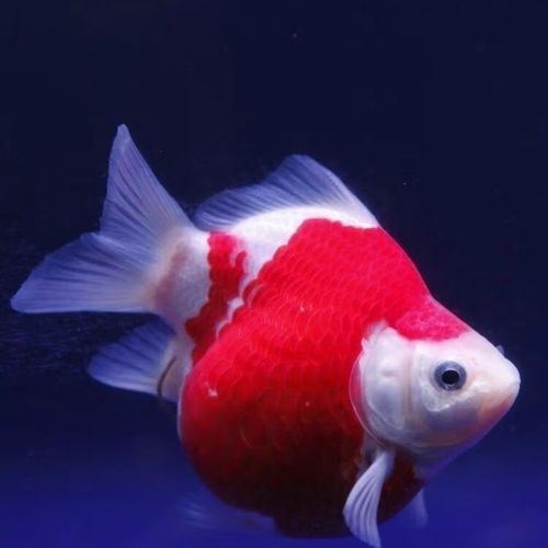 祥龍魚場的大日玉鯖魚價格是多少？，祥龍魚場的大日玉鯖魚價格是多少大日玉鯖魚價格對比