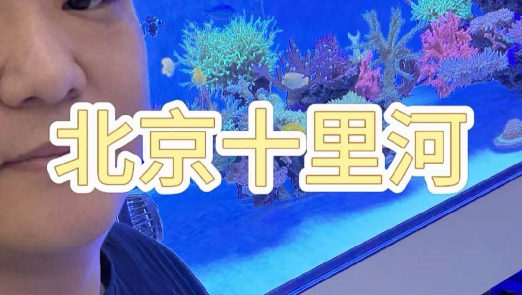 北京有哪些信譽良好的水族店，北京口碑較好的水族店：海洋之星水族館
