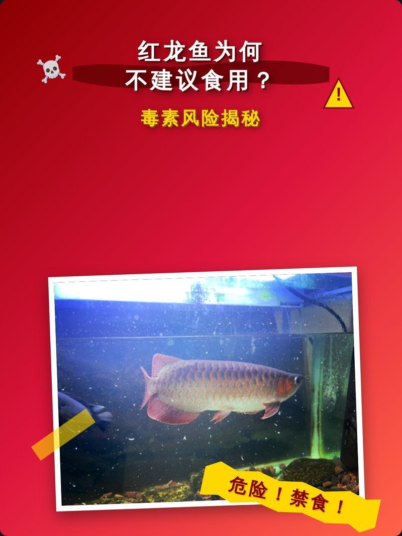 如何安全地食用紅龍魚，關于紅龍魚的問題