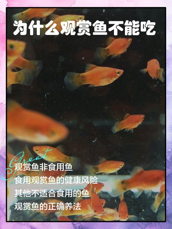 如何安全地食用紅龍魚，關于紅龍魚的問題