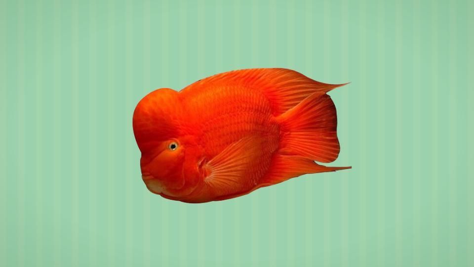 有哪些魚可以代替招財魚，什么樣的魚可以代替招財魚