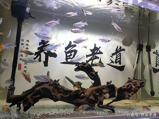 有哪些方法可以恢復(fù)魚缸菌群平衡，如何恢復(fù)魚缸生態(tài)平衡