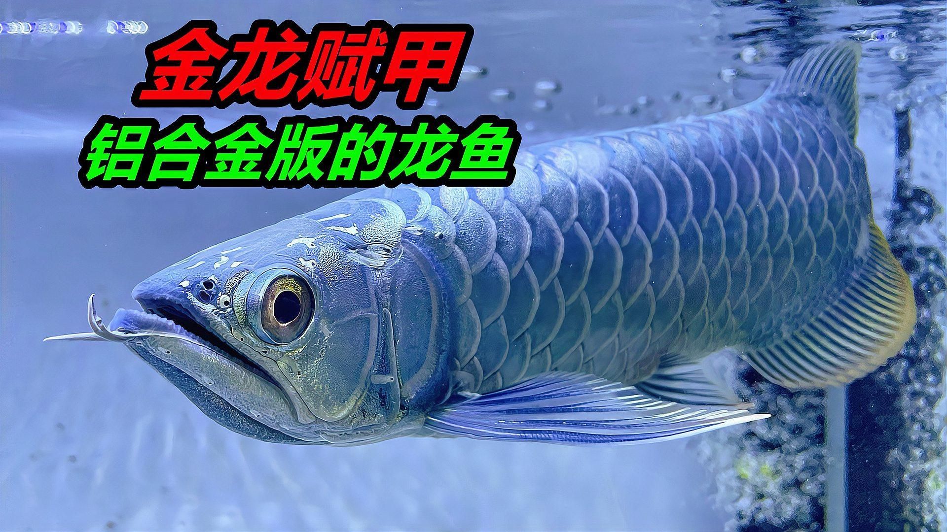 有哪些專業的龍魚喂養視頻推薦？，關于龍魚的喂養視頻