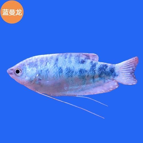 給我更多萬龍魚的圖片，萬龍魚如何繁殖？如何飼養萬龍魚？