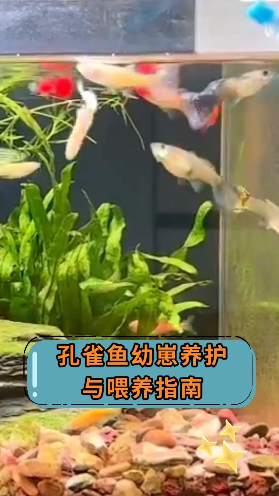 孔雀魚幼魚飼料推薦，孔雀魚幼魚喂養時間表