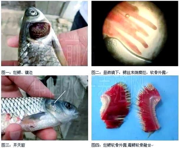 如何預(yù)防爛鰓病的發(fā)生，arxiv論文助手arxiv論文助手可輔助獲取最新研究論文