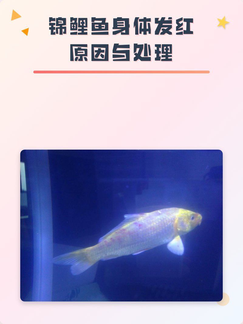 如何判斷錦鯉身體發紅的原因，錦鯉身體發紅是由多種原因引起的，如何預防錦鯉發紅