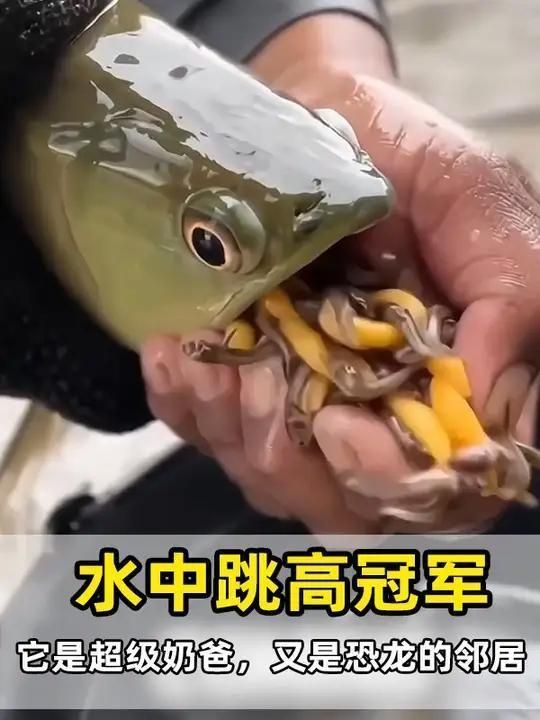 銀龍魚的壽命一般有多長？，銀龍魚的壽命一般有多長銀龍魚的壽命一般有多長