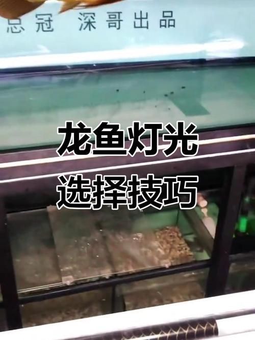 龍魚燈光擺放位置示意圖高清版，龍魚燈光擺放位置示意圖