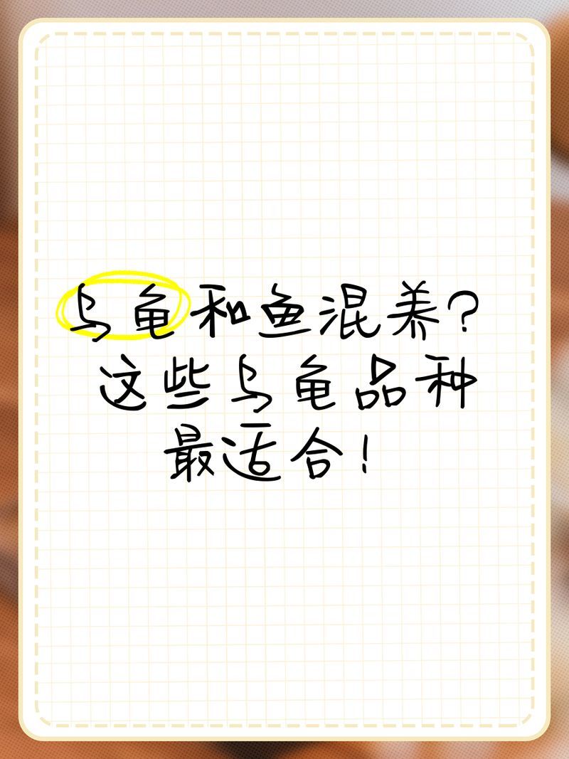 有哪些品種的烏龜適合與魚混養，盤點5種可以與魚混養的烏龜品種
