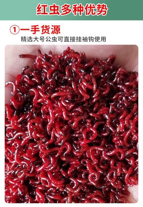 如何獲取四腳恐龍魚(yú)的活餌飼料？，墨西哥鈍口螈活餌飼料獲取四腳恐龍魚(yú)的活餌飼料