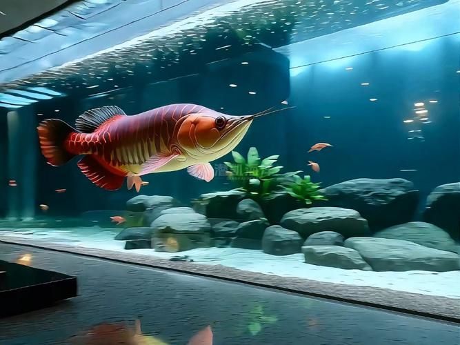 能提供更多龍魚五大品牌魚缸的圖片嗎？，五大龍魚品牌魚缸圖片集錦