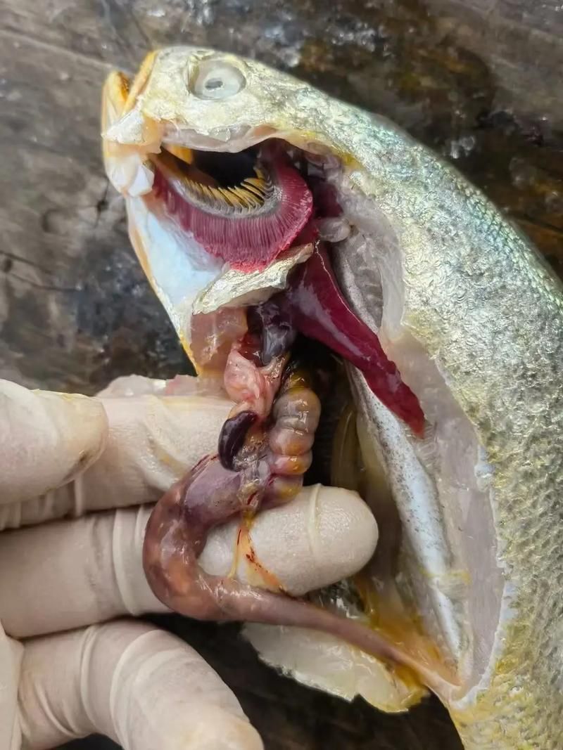 有哪些藥物可以治療龍魚病毒性感染？，治療龍魚病毒性感染