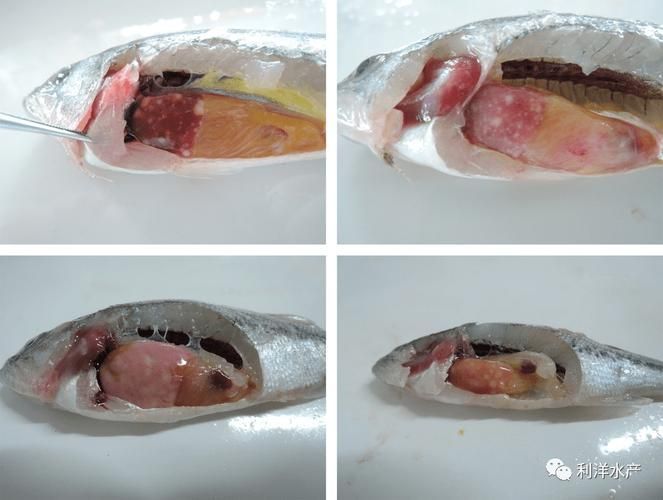 有哪些藥物可以治療龍魚病毒性感染？，治療龍魚病毒性感染