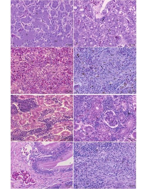 有哪些藥物可以治療龍魚病毒性感染？，治療龍魚病毒性感染