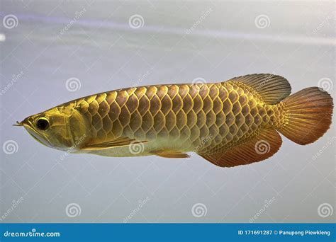 龍魚躲角落是疾病了嗎，龍魚為什么躲角落？