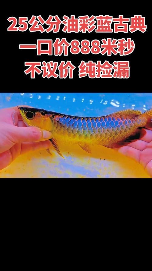 古典過背藍底金龍25公分多少錢，古典過背藍底金龍25公分多少錢古典過背藍底金龍魚價格