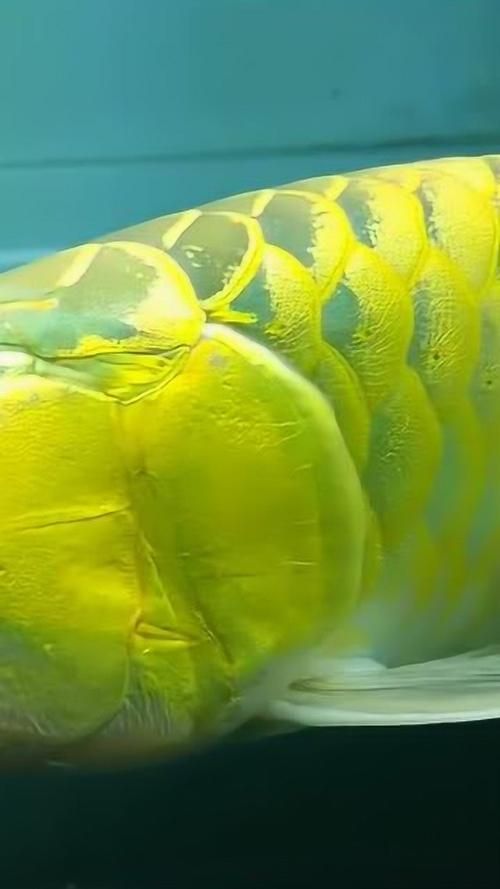 金老虎魚在祥龍魚場的價格是多少，金老虎魚在祥龍魚場的價格是多少金老虎魚在祥龍魚場價格是多少