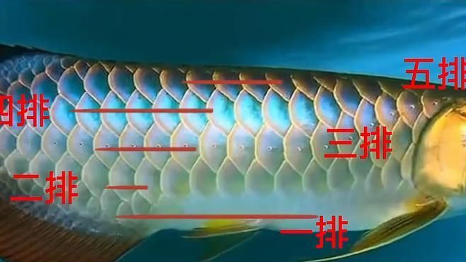 如何判斷金龍魚的品相，如何判斷金龍魚的品相,有哪些金龍魚品相鑒定視頻教程