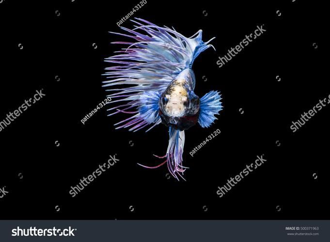養9條魚有哪些注意事項，養9條魚有哪些注意事項思考完成,用戶要求詳解養9條魚的注意事項