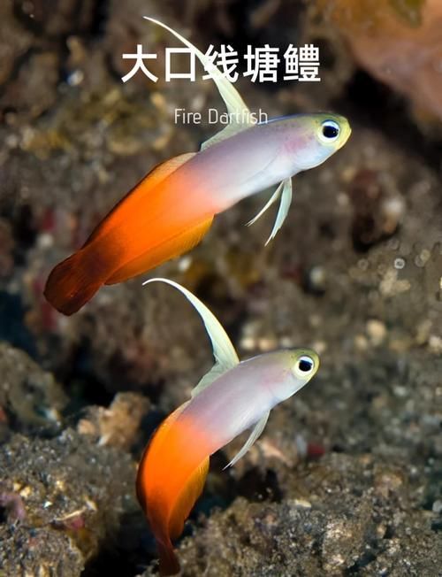 養9條魚有哪些注意事項，養9條魚有哪些注意事項思考完成,用戶要求詳解養9條魚的注意事項
