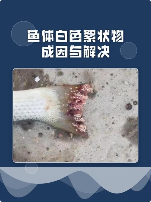給我更多關于魚真菌感染的圖片，如何預防魚真菌感染