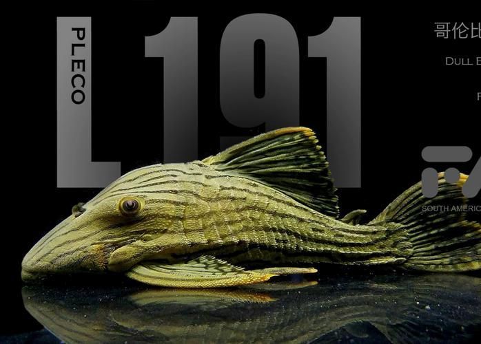 祥龍魚場的綠皮皇冠豹魚質量如何？，祥龍魚場的綠皮皇冠豹質量如何？